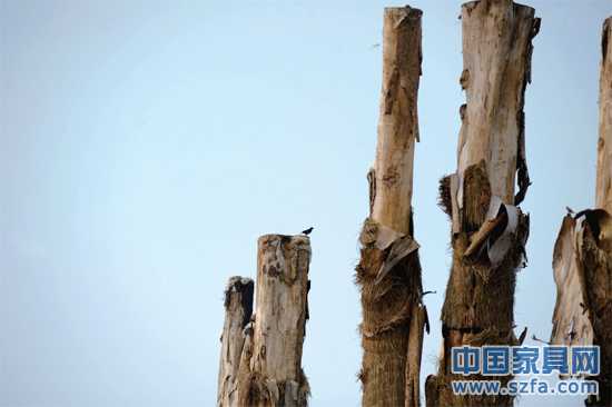 紫薇樹皮已干枯脫落。記者王從啟/攝src="http://www.3sx2jl.cn/file/upload/201207/18/14-00-48-68-1.jpg"