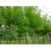 品牌好的濟(jì)南市速生國槐,速生國槐價(jià)格，選擇天野綠化苗木材料